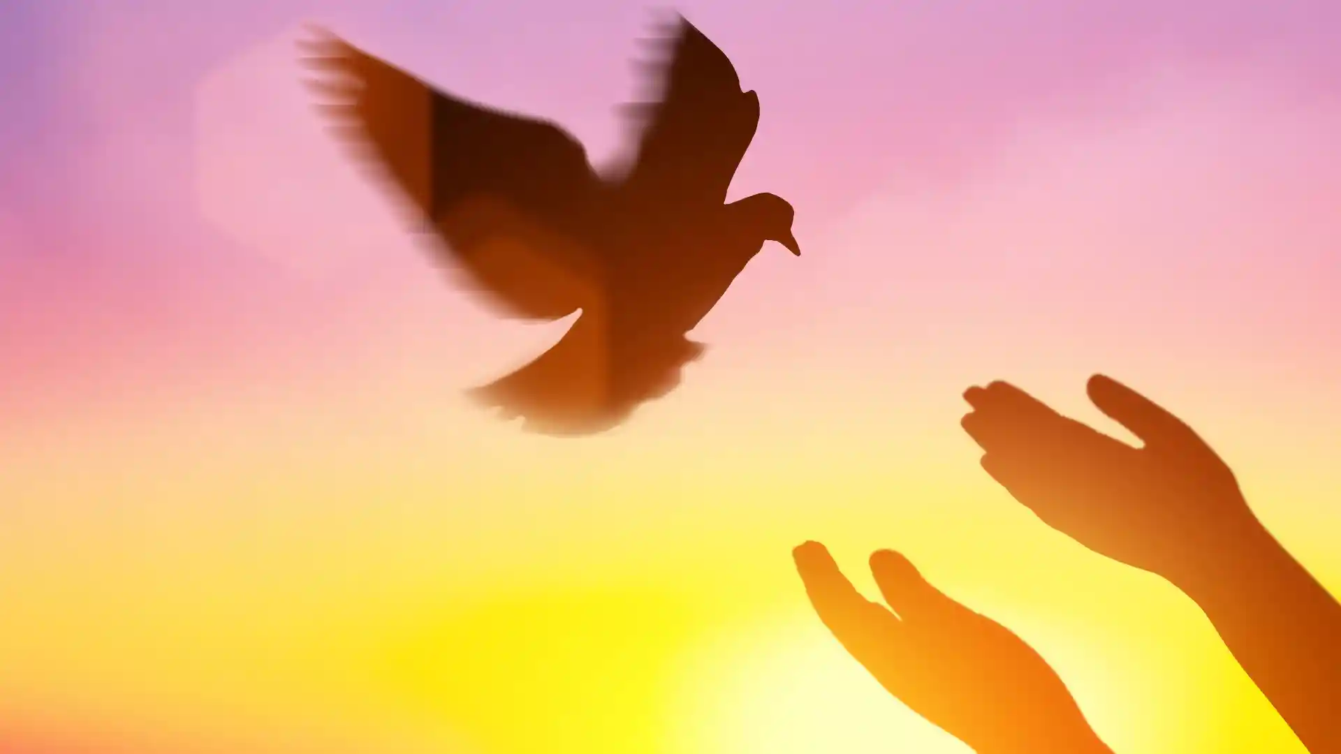 人の手に鳥が泊まろうとしている