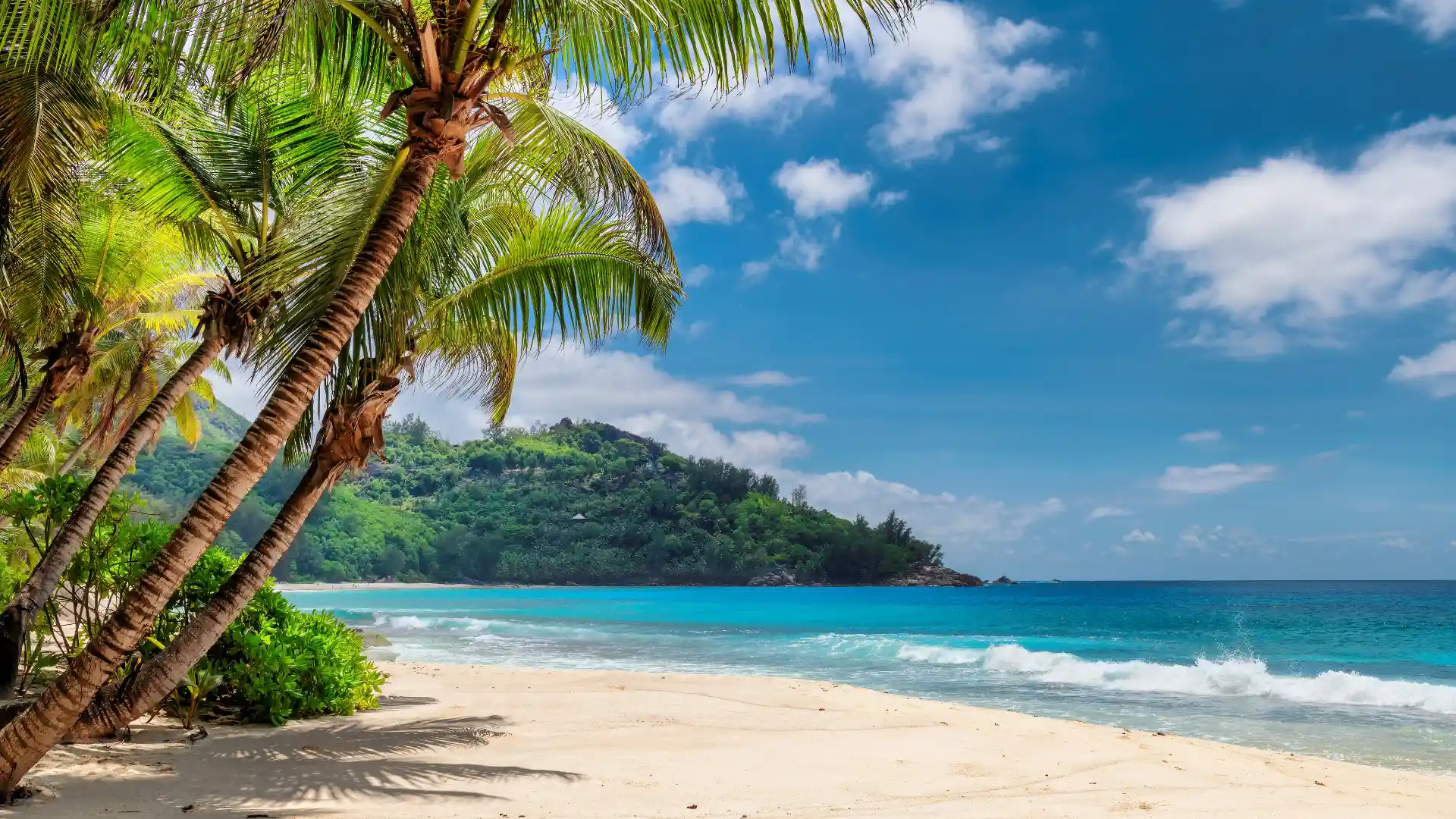 ビーチに大きな木があり穏やかな波が立っている