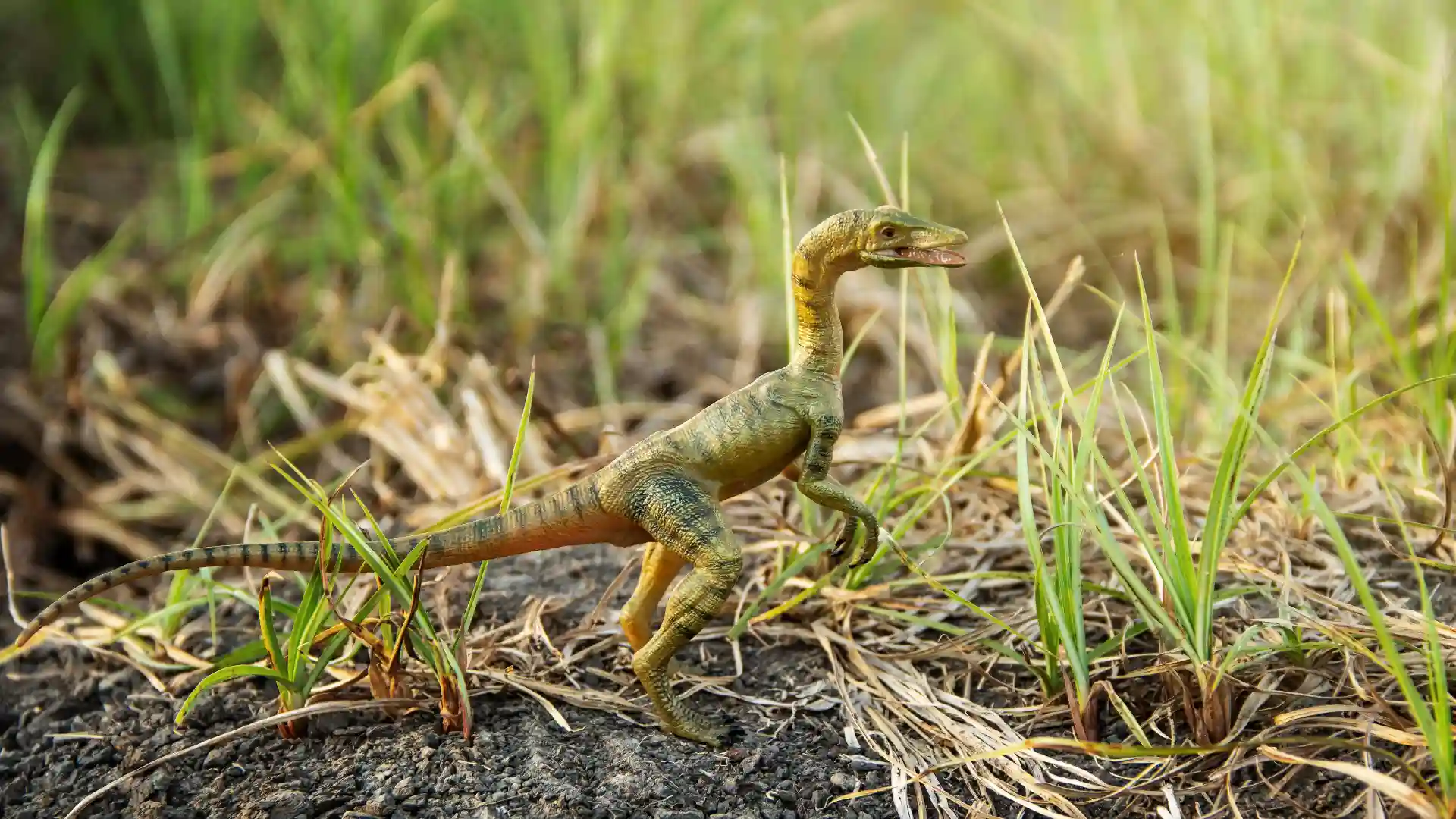 小型恐竜のプロコンプソグナトゥスが一匹で散歩している